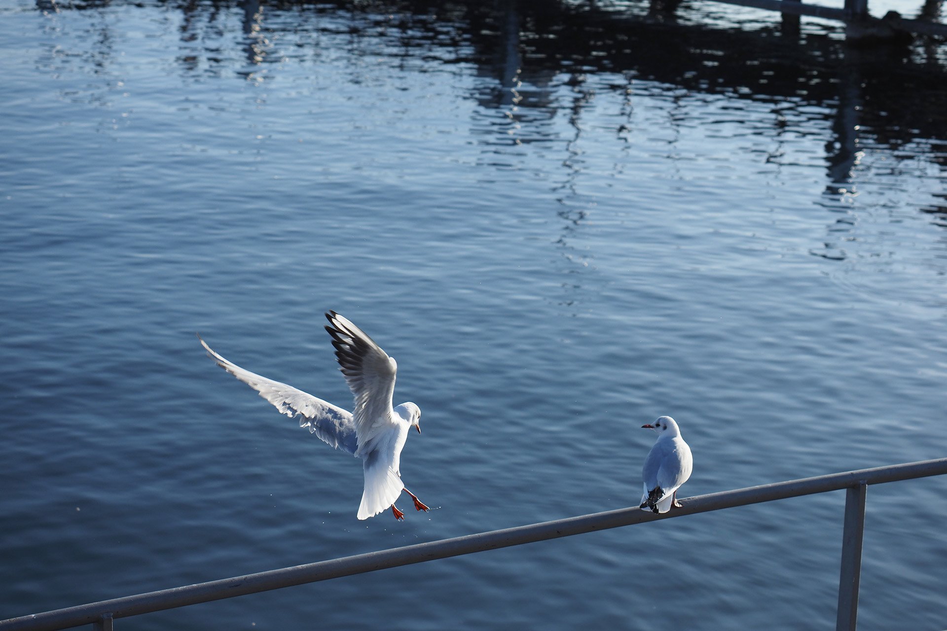 Olympus OM-D E-M1 Mark II: C-AF+Tracking, Bild 17